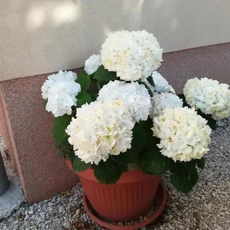 Mijic